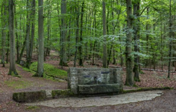 Wald im Klimawandel