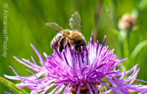 Wildbienen Infoschilder bereichern die Region Waldsassengau