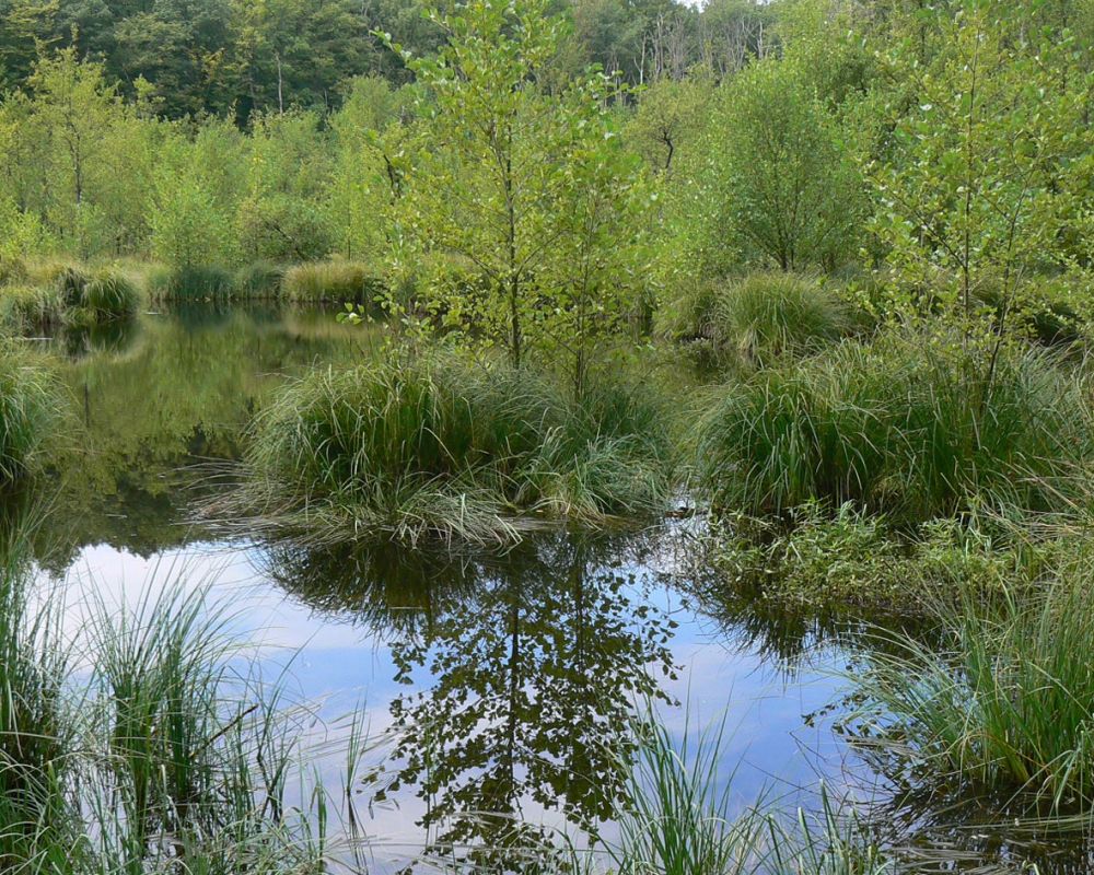 Naturdenkmal Blutsee